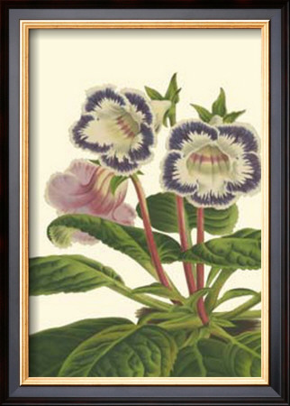 Gloxinia Garden I by Van Houtt Pricing Limited Edition Print image