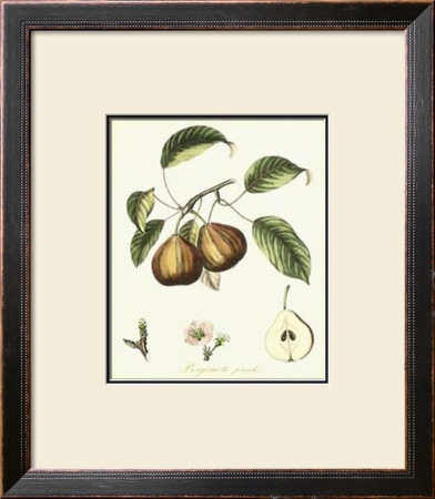 French Pear Study Iii by Francois Langlois Pricing Limited Edition Print image