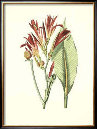 Tropical Canna Ii by Van Houtt Pricing Limited Edition Print image
