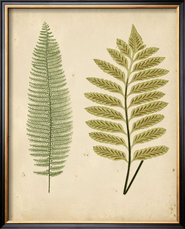 Cottage Ferns Ii by Edward Lowe Pricing Limited Edition Print image