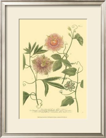 Passion Flower Ii by Johann Wilhelm Weinmann Pricing Limited Edition Print image