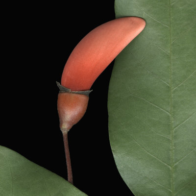 Flower Bud From The Cockspur Coral Tree With Flat Green Leaf by Jose Iselin Pricing Limited Edition Print image