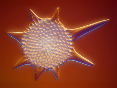 Radiolarian Heliodiscus, Lm by Wim Van Egmond Pricing Limited Edition Print image