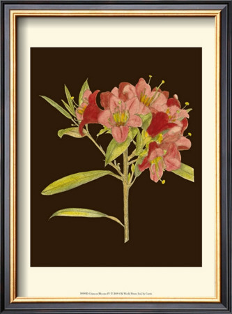Crimson Blooms Iv by Samuel Curtis Pricing Limited Edition Print image