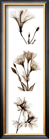 Sepia Floral I Vertical by Albert Koetsier Pricing Limited Edition Print image