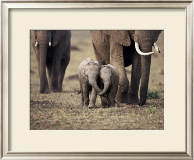 Baby Elephant, Masa Mara, Kenya by Anup Shah Pricing Limited Edition Print image