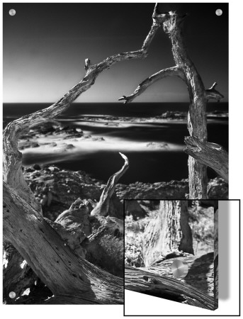 Looking Through A Dead Tree At The Pacific Ocean by A.D. Pricing Limited Edition Print image