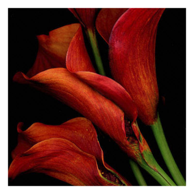 Vibrant Red Calla Lilies by Robert Creamer Pricing Limited Edition Print image
