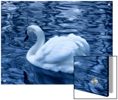 Swan In Blue by I.W. Pricing Limited Edition Print image