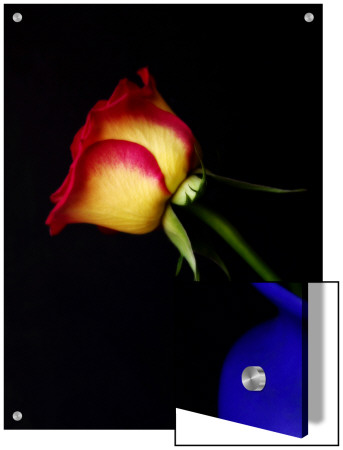 Side View Of A Rose With Yellow And Red Coloring by I.W. Pricing Limited Edition Print image