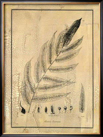 Fern Iii by Samuel Curtis Pricing Limited Edition Print image