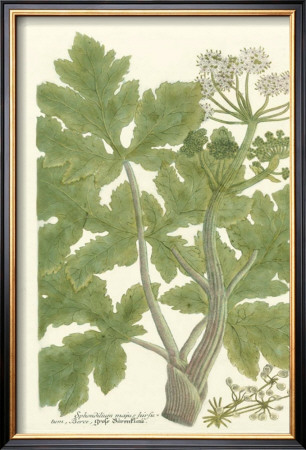 Weinmann Greenery I by Johann Wilhelm Weinmann Pricing Limited Edition Print image