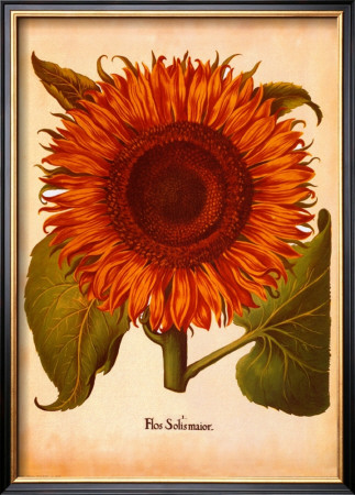 L'herbier Vi by Basilius Besler Pricing Limited Edition Print image