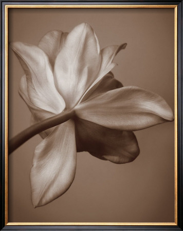 Moonlight Tulip by Rebecca Swanson Pricing Limited Edition Print image