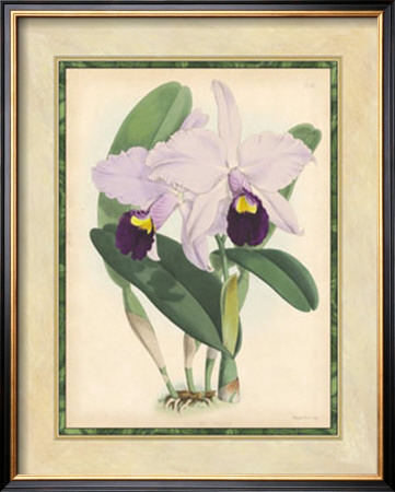 Fitch Orchid Iv by J. Nugent Fitch Pricing Limited Edition Print image