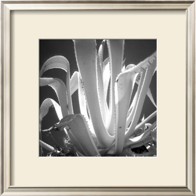 Tropical Plant I by Jean-François Dupuis Pricing Limited Edition Print image