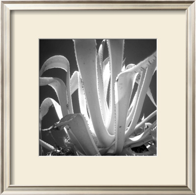 Tropical Plant I by Jean-Francois Dupuis Pricing Limited Edition Print image