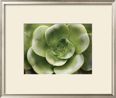 Echeveria Ii by Andrew Levine Pricing Limited Edition Print image