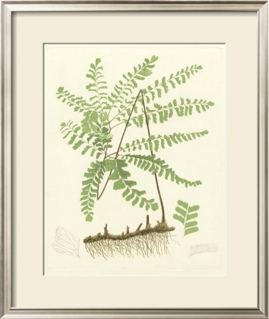 Eaton Ferns Ii by Daniel C. Eaton Pricing Limited Edition Print image