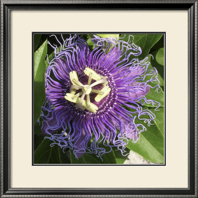 June's Treasure I by Alicia Ludwig Pricing Limited Edition Print image