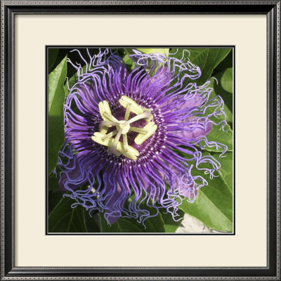 June's Treasure I by Alicia Ludwig Pricing Limited Edition Print image