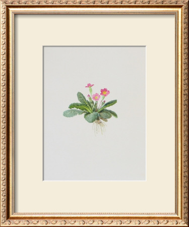 Ordinary Stipeless Primrose by Moritz Michael Daffinger Pricing Limited Edition Print image