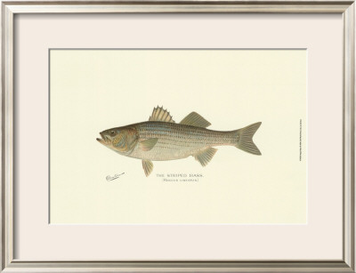 Striped Bass by Denton Pricing Limited Edition Print image