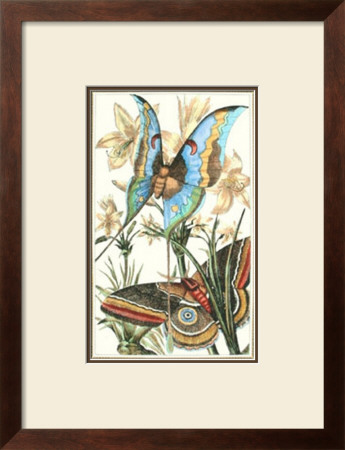 Butterfly I by William Henry Pearson Pricing Limited Edition Print image