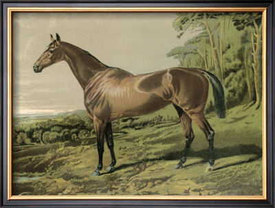 Cassell's Horse Iv by Cassell Pricing Limited Edition Print image