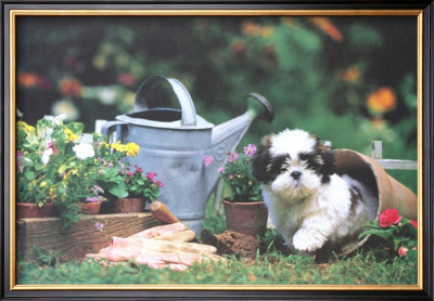 Puppy's Paradise by Harvey Edwards Pricing Limited Edition Print image