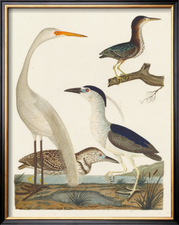 Heron Family Ii by A. Wilson Pricing Limited Edition Print image