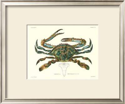 Crustacean I by Pierre Siebold Pricing Limited Edition Print image