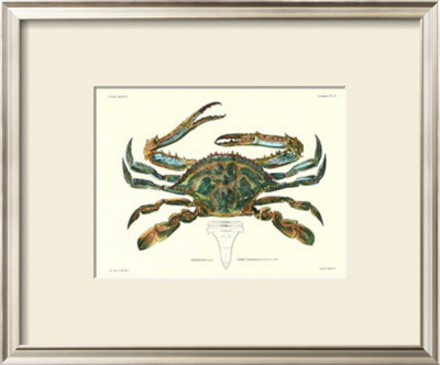 Crustacean I by Pierre Siebold Pricing Limited Edition Print image