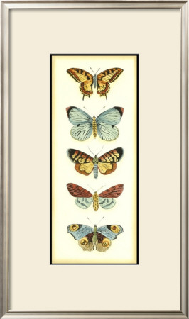 Butterfly Collector Vi by Chariklia Zarris Pricing Limited Edition Print image