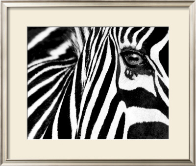 Black & White Ii (Zebra) by Rocco Sette Pricing Limited Edition Print image