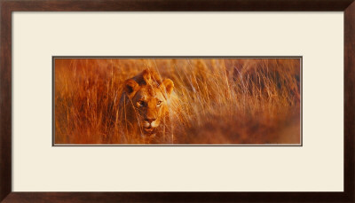 Me, The King by Gerry Ellis Pricing Limited Edition Print image
