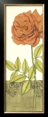 Bella Flora Iv by Jennifer Goldberger Pricing Limited Edition Print image