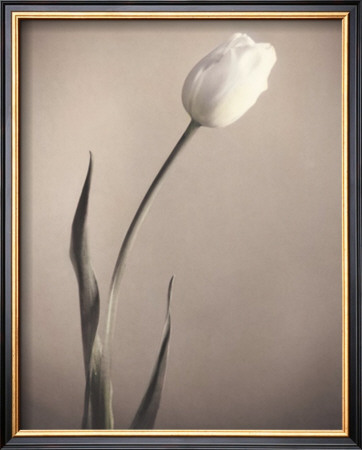 Tulip by Laurie Eastwood Pricing Limited Edition Print image