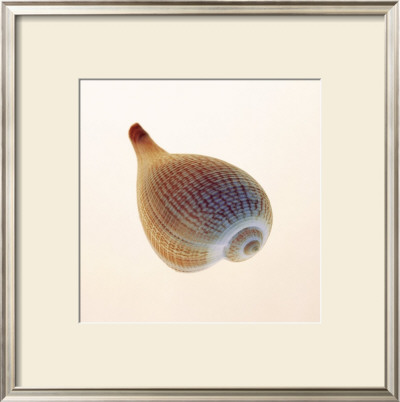 Fig Shell by Tom Artin Pricing Limited Edition Print image