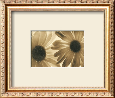 Daisies Ii by Judy Silverstein Pricing Limited Edition Print image