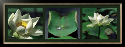 Lotus Blancs by Laurent Pinsard Pricing Limited Edition Print image