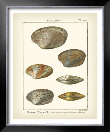 Venus Shells, Pl.281 by Denis Diderot Pricing Limited Edition Print image