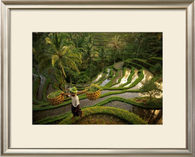 Riziere, Bali by Diagentur Pricing Limited Edition Print image
