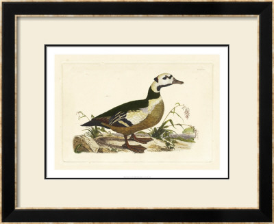 Duck Vi by John Selby Pricing Limited Edition Print image