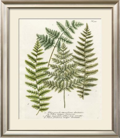 Fern Gathering I by Johann Wilhelm Weinmann Pricing Limited Edition Print image