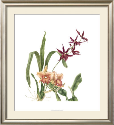Orchid I by Pamela Shirley Pricing Limited Edition Print image