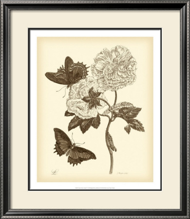 Nature Study In Sepia Iv by Maria S. Merian Pricing Limited Edition Print image