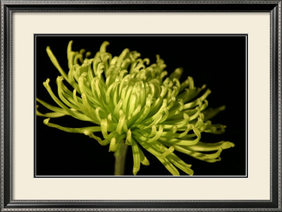 Fuji Mum Iii by Renee Stramel Pricing Limited Edition Print image