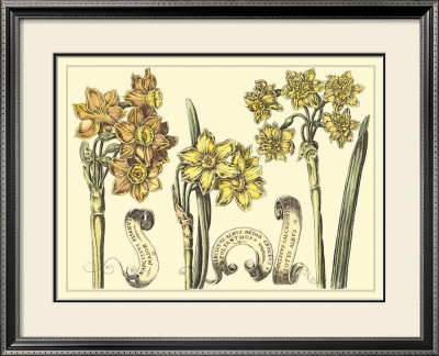 Narcissus In Bloom I by Langlois Pricing Limited Edition Print image