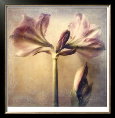 Amaryllis by Sally Wetherby Pricing Limited Edition Print image